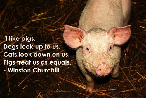 Quote about pigs from Winston Churchill