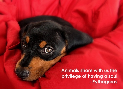 Pythagoras was a dog lover