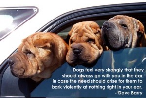 Dog Quote Images - My Present Outlook On Life