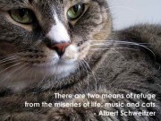 Cat Quotes & Images